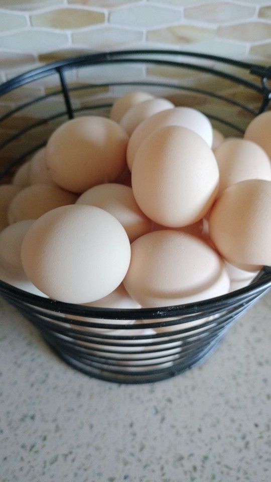 Fertilized Kikiriki Eggs