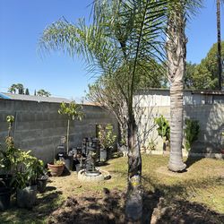 Queen Palm tree FREE