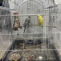 New And Used Cages For Parrots And Small Birds 