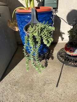 Beautiful succulent