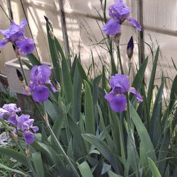Iris Bulbs