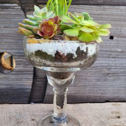Succulents Arrangement In Margarita Glass