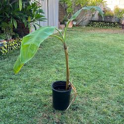 Banano