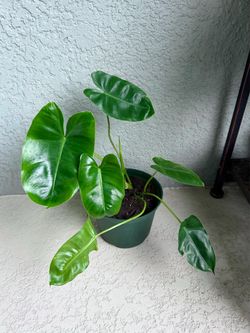 Philodendron  Burle  Marx  plant