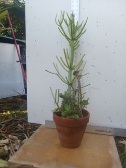 Cactus/Succulent, SEE OTHER OFFERS