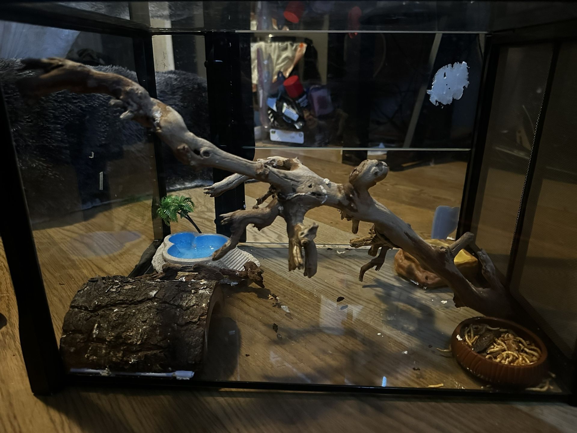 Reptile Enclosure 