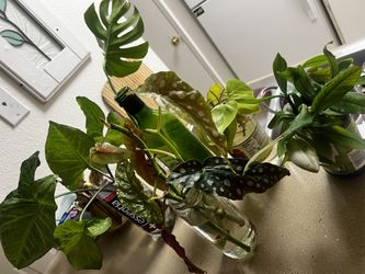 Various Plant Cutting (Buy One Jar Get One Free)