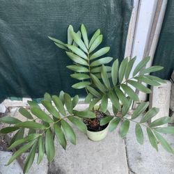 Palm Plant, In 5 Gallóns Pot Pick Up Only