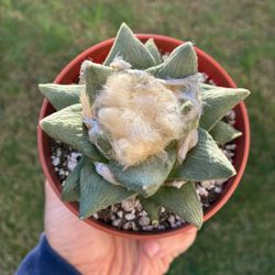 Ariocarpus Seed Grown Blooming Rare Cactus Plant 
