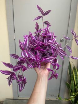 Tradescantia Zebrina Pink Paradise House Plant 6” Pot