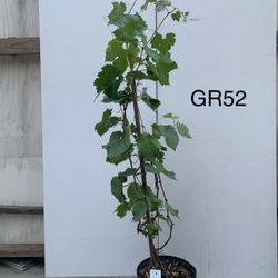 GR52- Kyoho Grapes Tree 巨峯葡萄樹