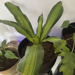 Dracaena ‘ Giganta’