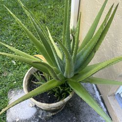 Huge Aloe Vera