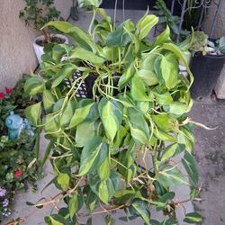XLG Philodendron Brasil Plant $35