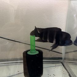 Various fish freshwater