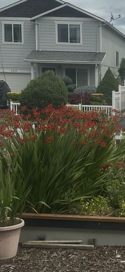 CROCOSMIA Diablito plant