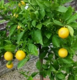 Lemon Trees