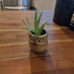 Aloe Plant - About 4" Tall And Grows Fast