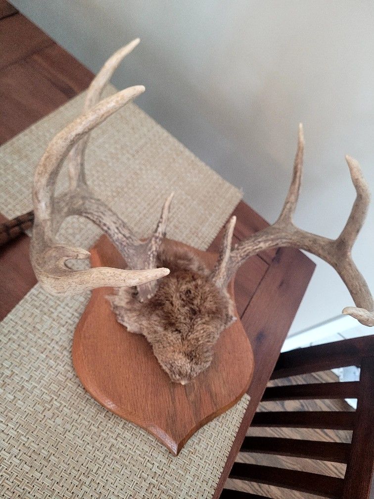 9 Point Whitetail Rack