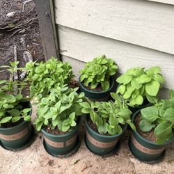 Petunia Plant