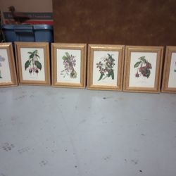 Framed Flower Art Print Lot Nature Wildlife Floral Flora
