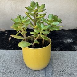 Small Jade Plant