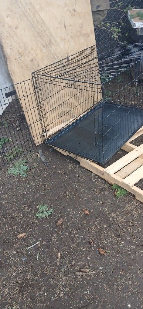 Dog Kennel