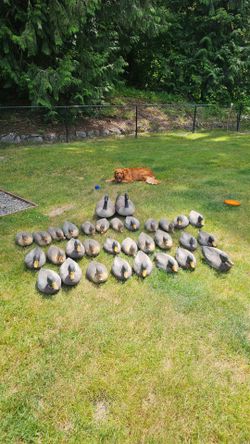 Duck and geese decoys.