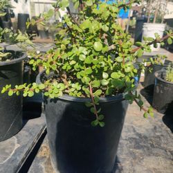 Elephant Food Plant $12: Each 