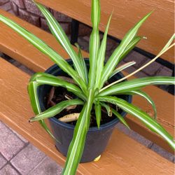 Planta $7.00