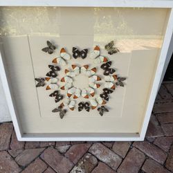 Massive Butterfly Mosaic : LIKELY After Christopher Marley 31 1/2 x 31 1/2