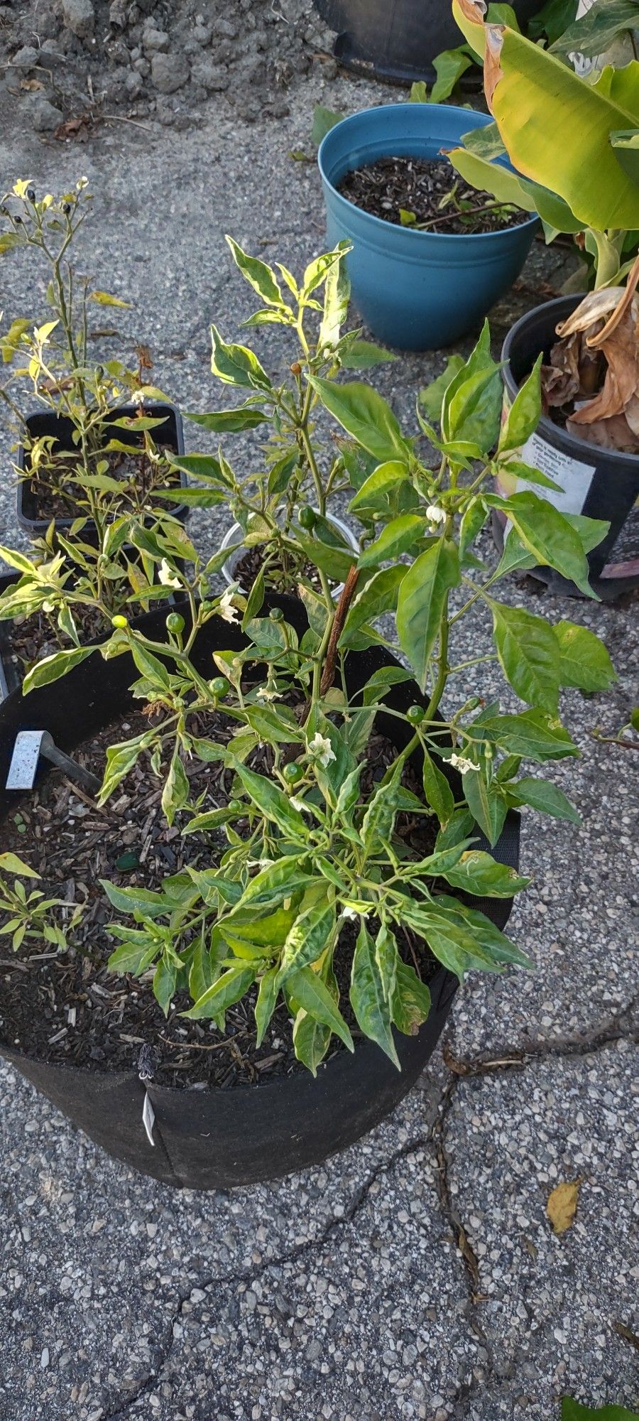 Chiltepin Chili Plant