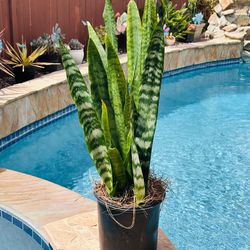 Snake plant