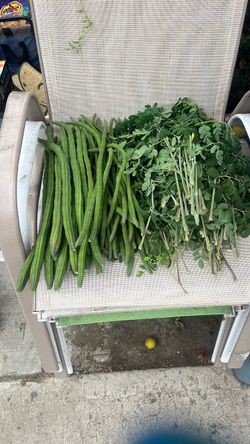 Moringa drumsticks and leaves