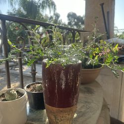 Operculicarya Decaryi Bonsai Tree 