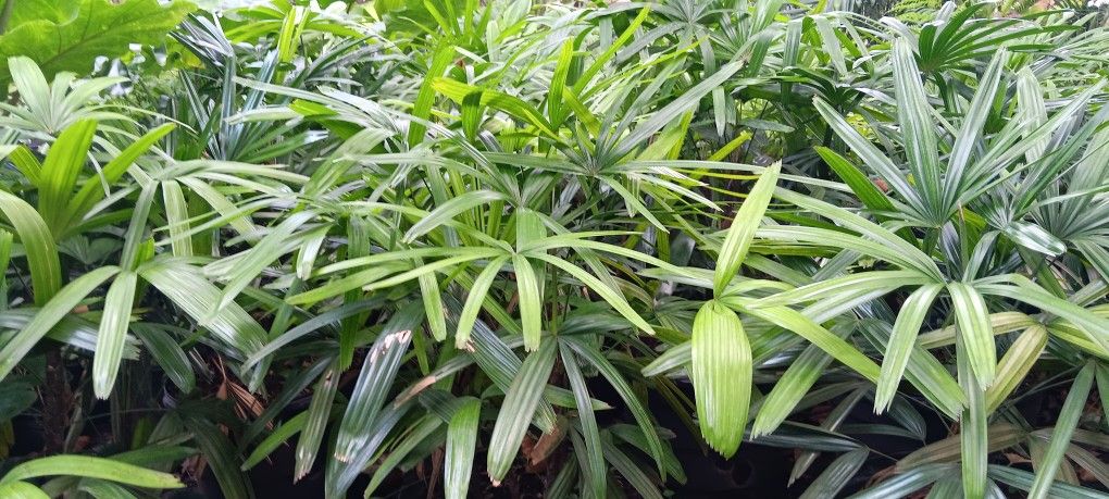 Lady Palm 15gl $75.00🌴