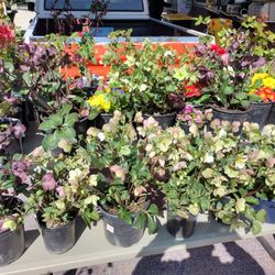 Plants For Sale 
