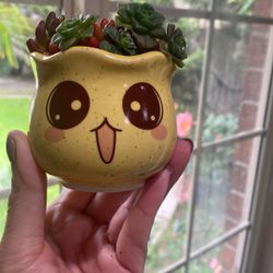 Mini Succulent Arrangement