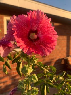 Beautiful Plants Garden Outdoor Patio