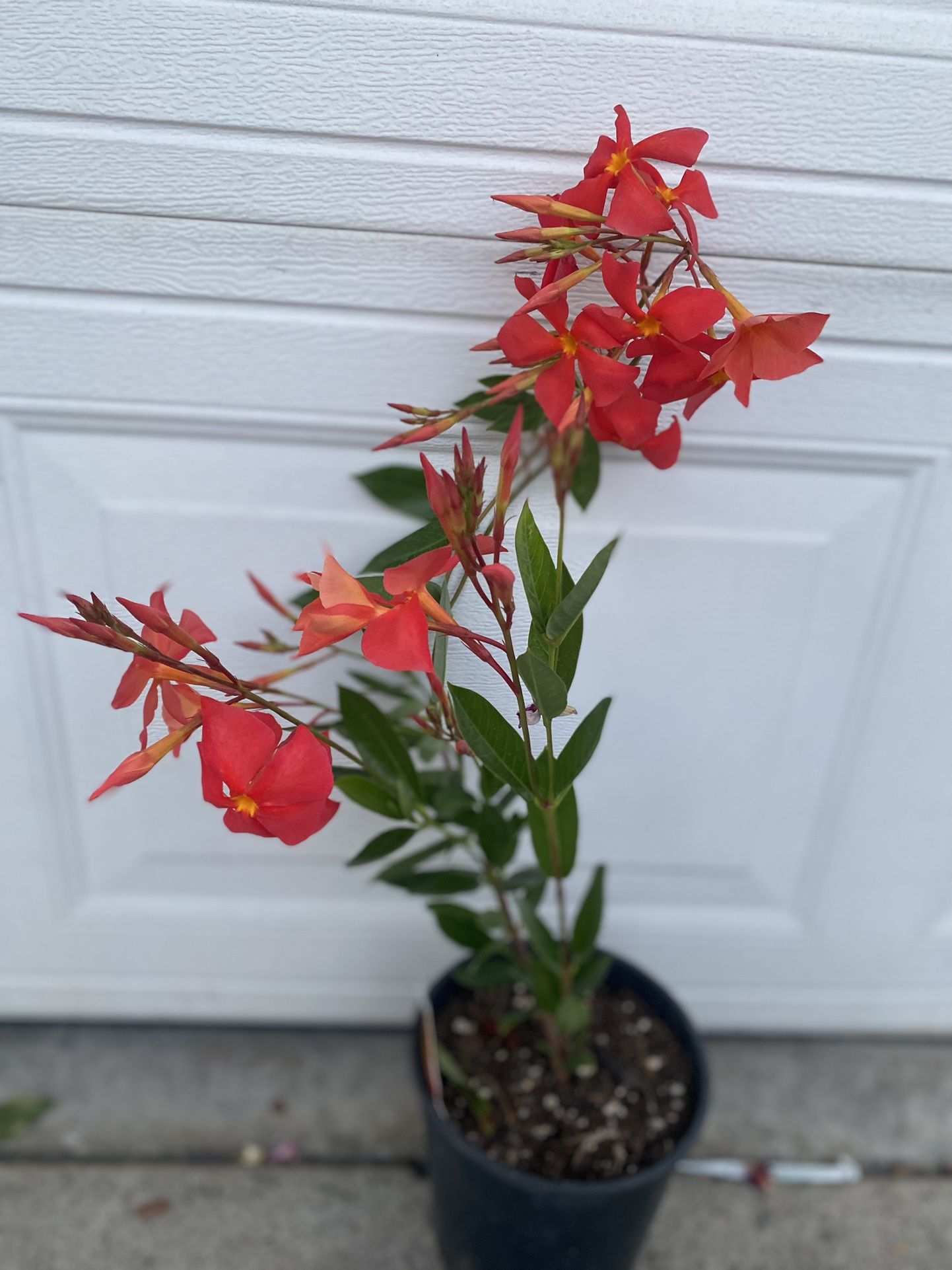 Mandevilla Plant Outdoor , In 1 Gallon Pot Pick Up Only