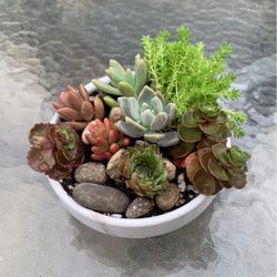 Succulent Arrangement in 5” Pot w/ 6 different Varieties 