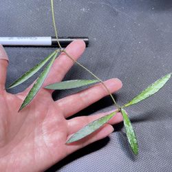 Hoya sp tanggamus bamboo leaf splash 