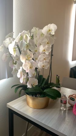 orchids flowers