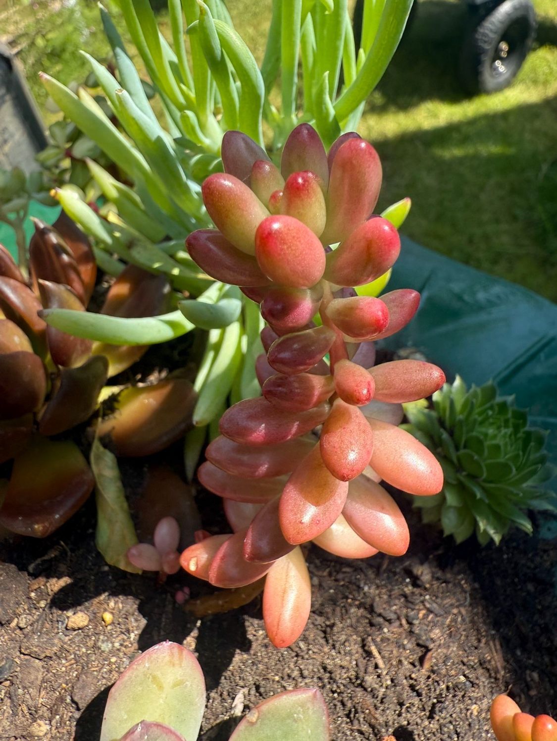 Succulent Starts 🪴 