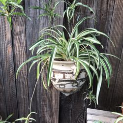 Hanging Ceramic pot with healthy spider plant