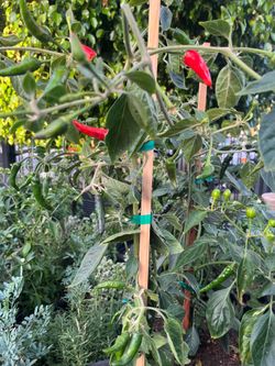 Plants fruit tree,plants,&herbs