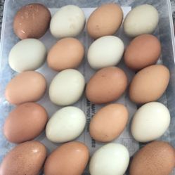 Organic Chicken Eggs