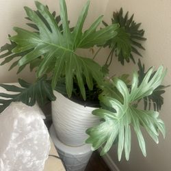 Beautiful Potted Plants 