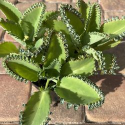 Kalanchoe pinnata - Mother Of Thousands 🪴