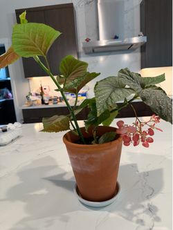 Polka Dot Begonia Angel Wing